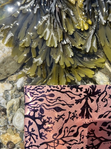 Seaweed Etching inspiration